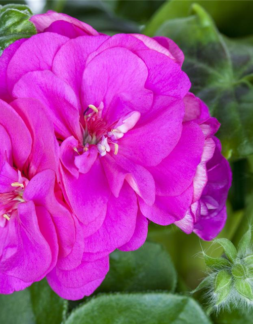 Pelargonium peltatum