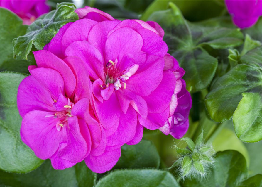 Pelargonium peltatum