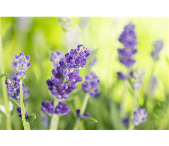 DIE VIELSEITIGE ANWENDUNG VON LAVENDEL!