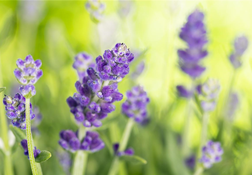 DIE VIELSEITIGE ANWENDUNG VON LAVENDEL!