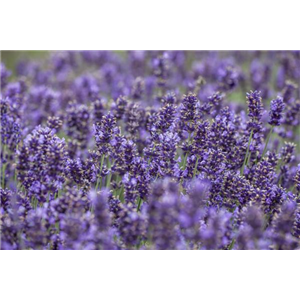 DIE VIELSEITIGE ANWENDUNG VON LAVENDEL!