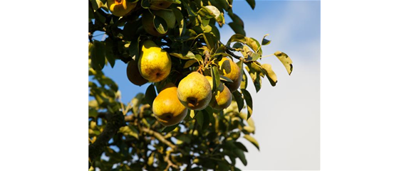 STREUOBSTWIESE - GESUNDHEIT ZUM SELBERPFLüCKEN