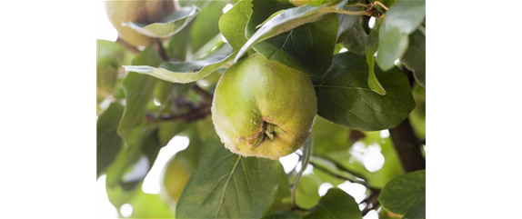 STREUOBSTWIESE - GESUNDHEIT ZUM SELBERPFLüCKEN