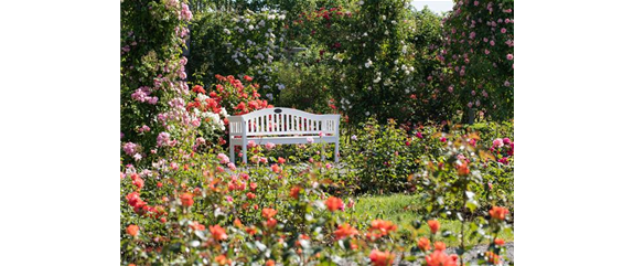 DER ROSENGARTEN - SCHLICHTE ELEGANZ UND TOLLE DüFTE