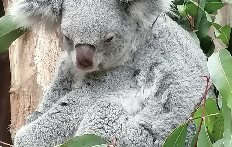 Koala.jpg