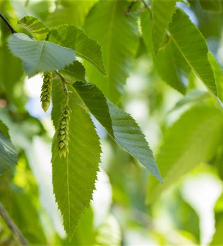 Carpinus betulus