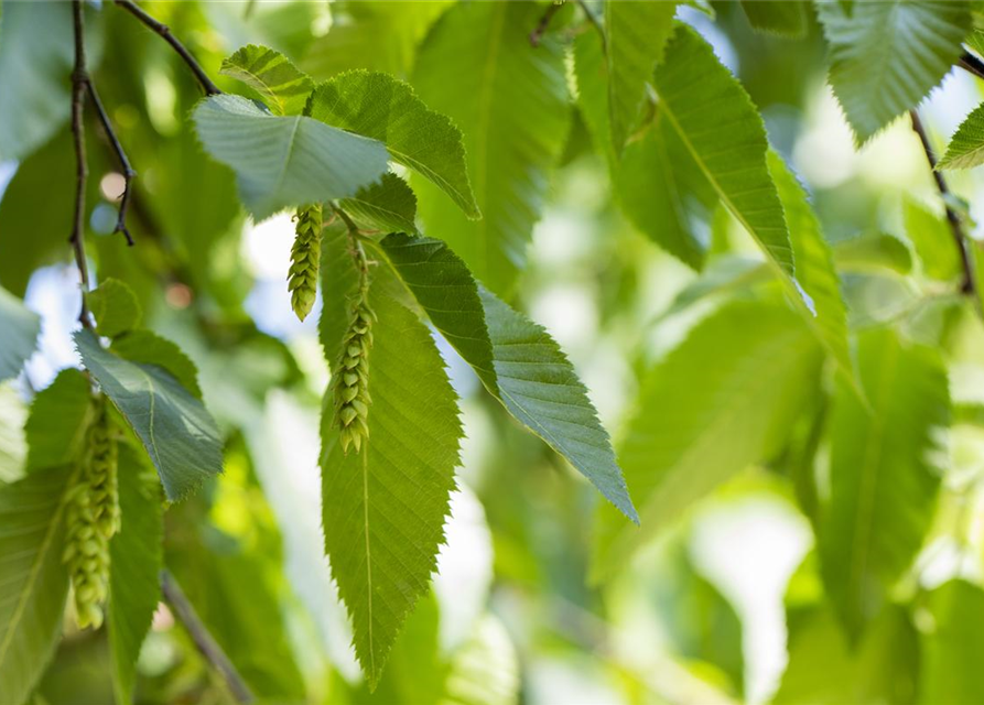 Carpinus betulus 