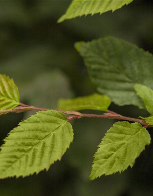 Carpinus betulus 