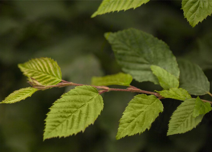 Carpinus betulus 