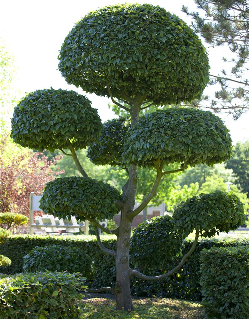 Carpinus betulus 