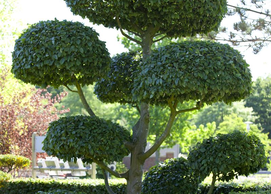 Carpinus betulus 