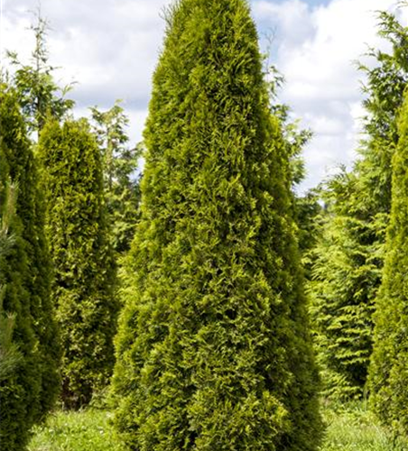 Thuja