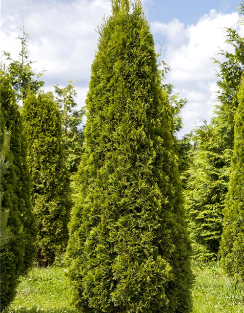 Thuja