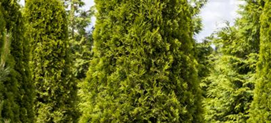 Thuja