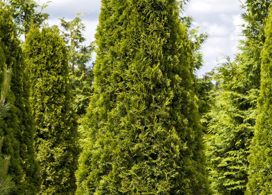 Thuja