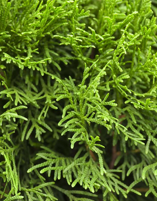 Thuja